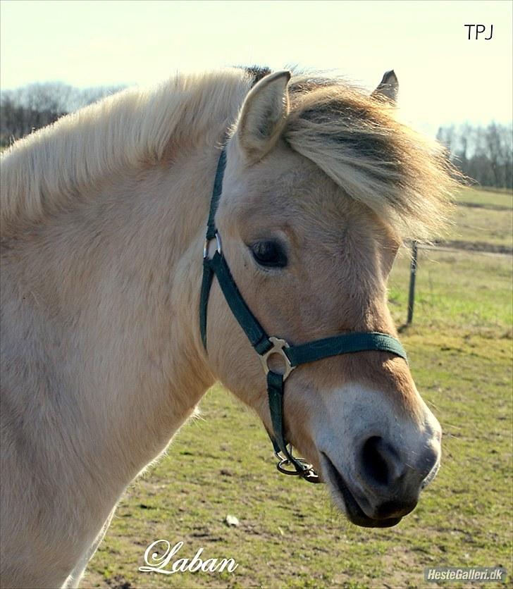Fjordhest Laban - Laban 2 år billede 20
