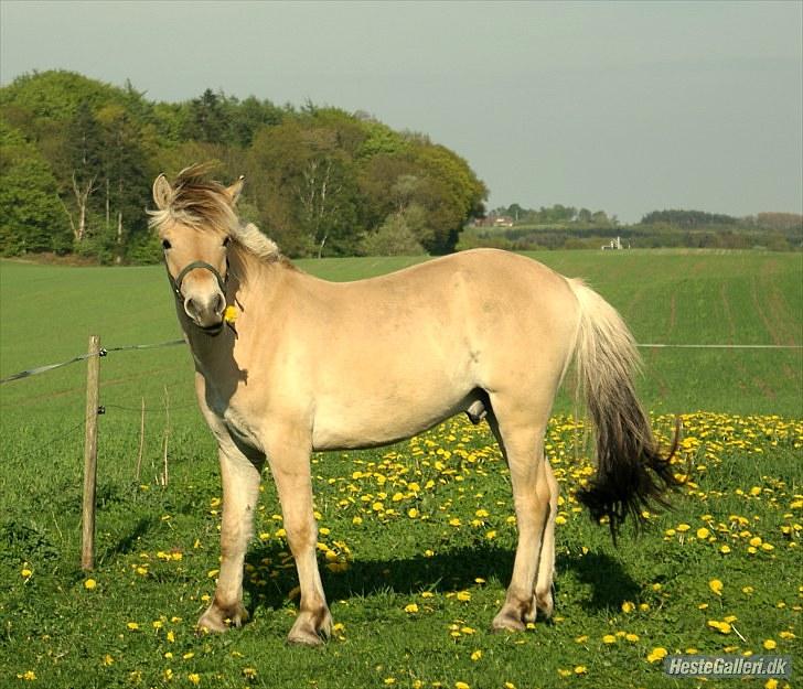 Fjordhest Laban billede 16