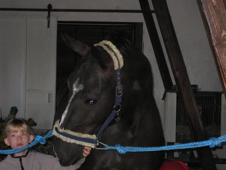 Oldenborg Eloise (solgt) billede 13