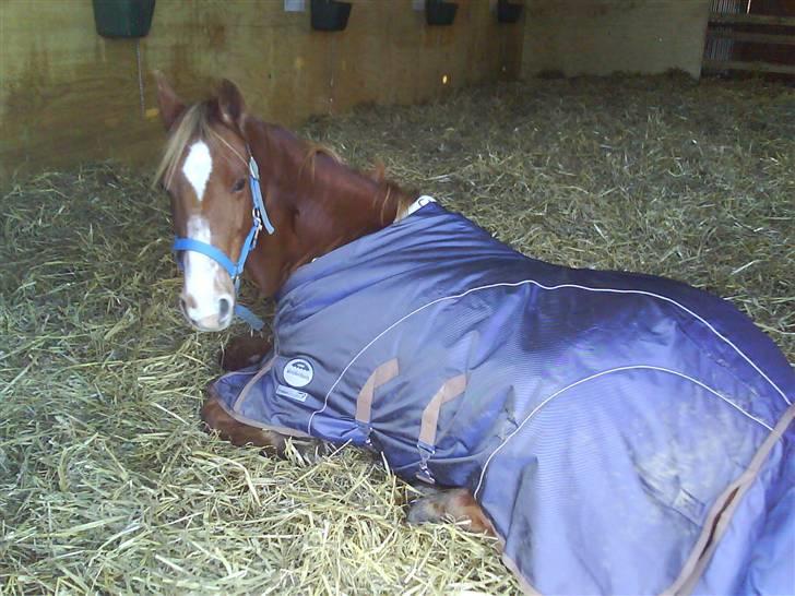 DSP Dublin  billede 18