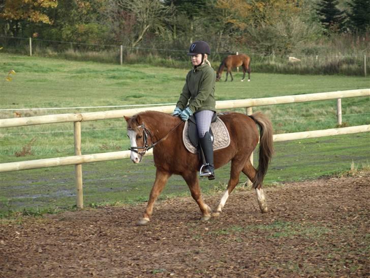 Welsh Pony af Cob-type (sec C) løgballes Deana (halt) - trav . hos os billede 2