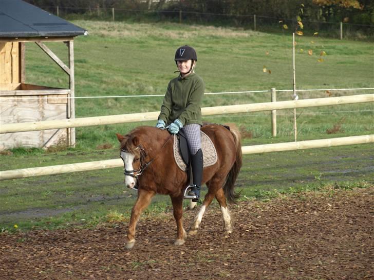 Welsh Pony af Cob-type (sec C) løgballes Deana (halt) - trav smukt billede 4