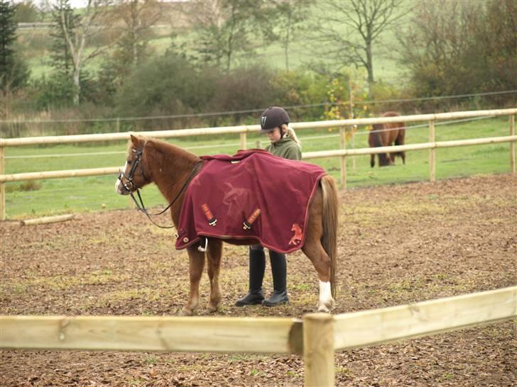 Welsh Pony af Cob-type (sec C) løgballes Deana (halt) - skal til at ride billede 5