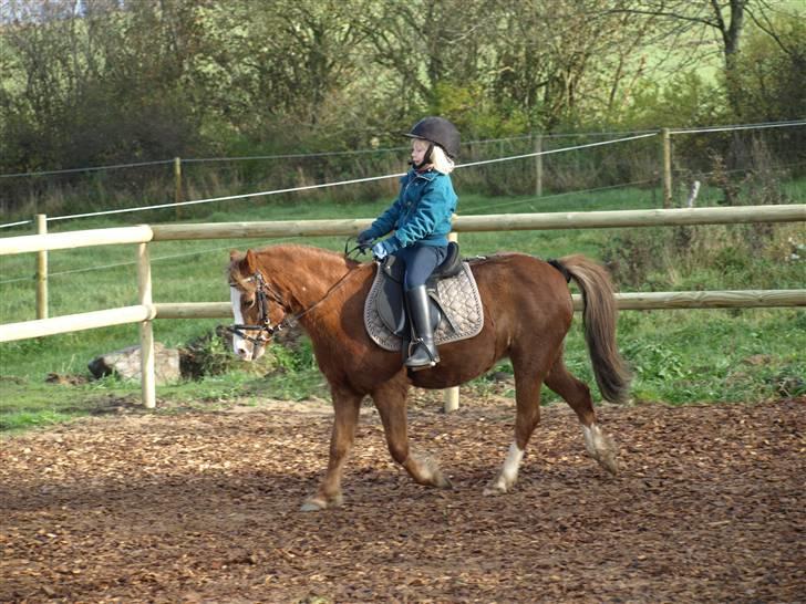 Welsh Pony af Cob-type (sec C) løgballes Deana (halt) - det er min lillesøster billede 6