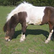 Islænder Dani fra them