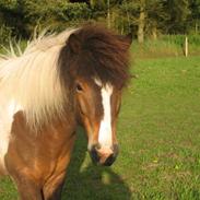 Islænder Dani fra them