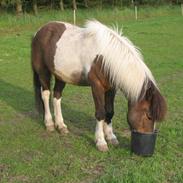 Islænder Dani fra them