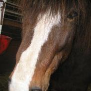 Islænder Dani fra them