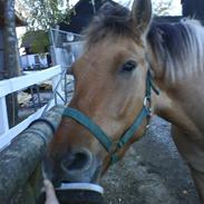 Anden særlig race Terkel, part :)