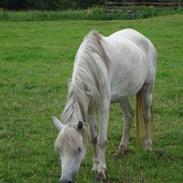 Welsh Pony (sec B) Queenie
