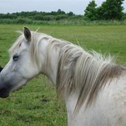 Welsh Pony (sec B) Queenie