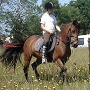 Anden særlig race Juel's Hope