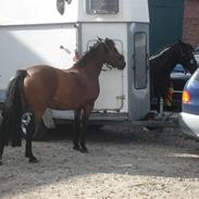 Anden særlig race Juel's Hope