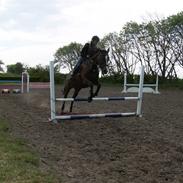 Polsk Varmblod Sascha (solgt)