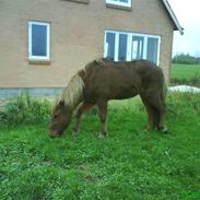 Islænder Jarlpeter fra nøremark