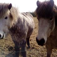 Islænder Sigga<3 Miss U<3