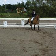 Anden særlig race Buller