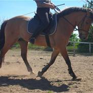 Anden særlig race Buller