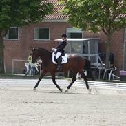 Dansk Varmblod Gefion