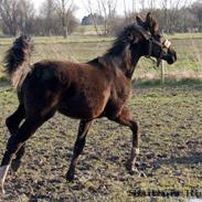 Dansk Varmblod Zpiloppen