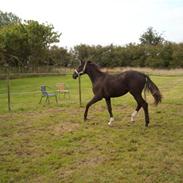 Dansk Varmblod Zpiloppen