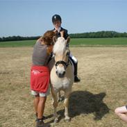 Fjordhest Heebølls Tiny