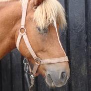 Islænder Mori fra Rårud