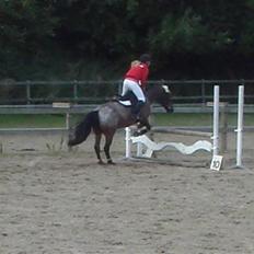 Knabstrupper gipsy (gamle part)