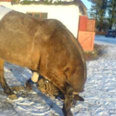 Knabstrupper gipsy (gamle part)