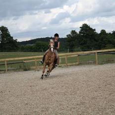 Palomino Golden Casanova (Himmelhest)