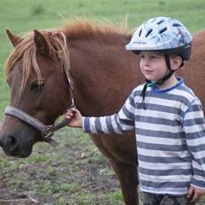 Shetlænder Hedelunds Anja