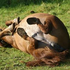 Shetlænder Hedelunds Anja