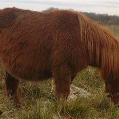 Shetlænder Hedelunds Anja