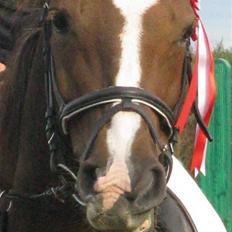 Anden særlig race Beauty Butterfly (LÅNTE)