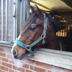 Anden særlig race †max†død