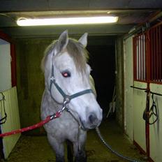 Connemara Nygaards Kisser