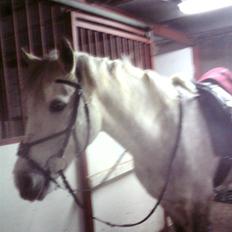 Connemara Nygaards Kisser