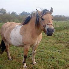 Anden særlig race daisy