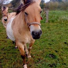 Anden særlig race daisy