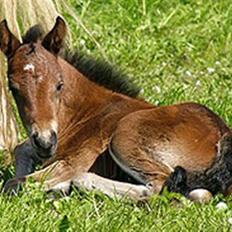 Connemara Lillerings Carlito
