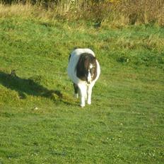 Shetlænder Lady