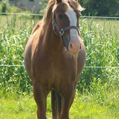 Anden særlig race Jackies Little Star<33