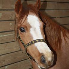 Welsh Mountain (sec A) Rosengårdens Pippi