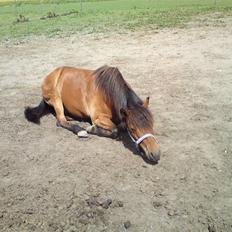 Gotlandsruss Tarpan's Ikon R.I.P