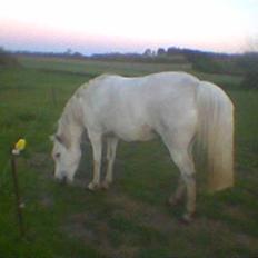 Welsh Pony (sec B) Lisette *Solgt*