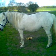 Welsh Pony (sec B) Lisette *Solgt*