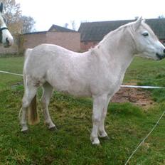 Welsh Pony (sec B) Lisette *Solgt*