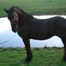 Frieser Femke *solgt :'(*