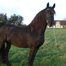 Frieser Femke *solgt :'(*