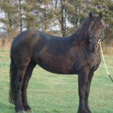 Frieser Femke *solgt :'(*